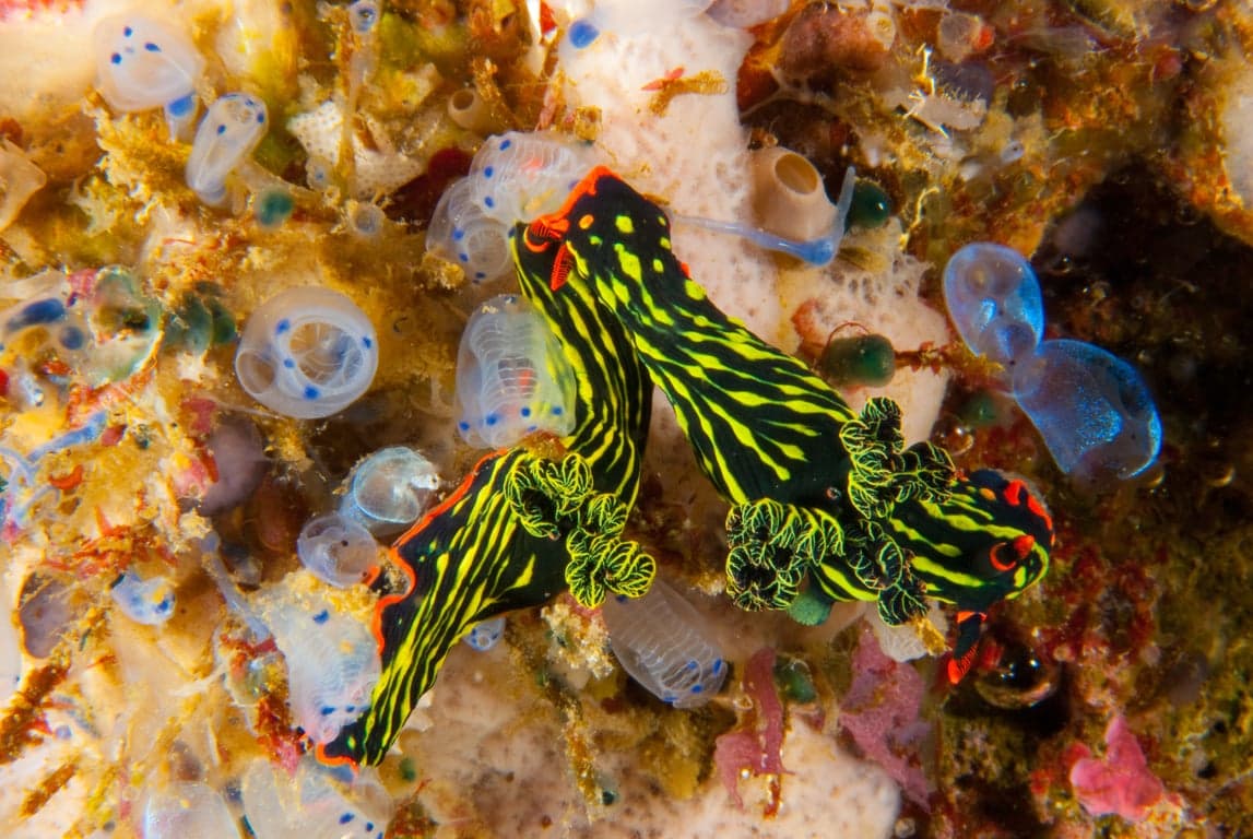 Apo Reef