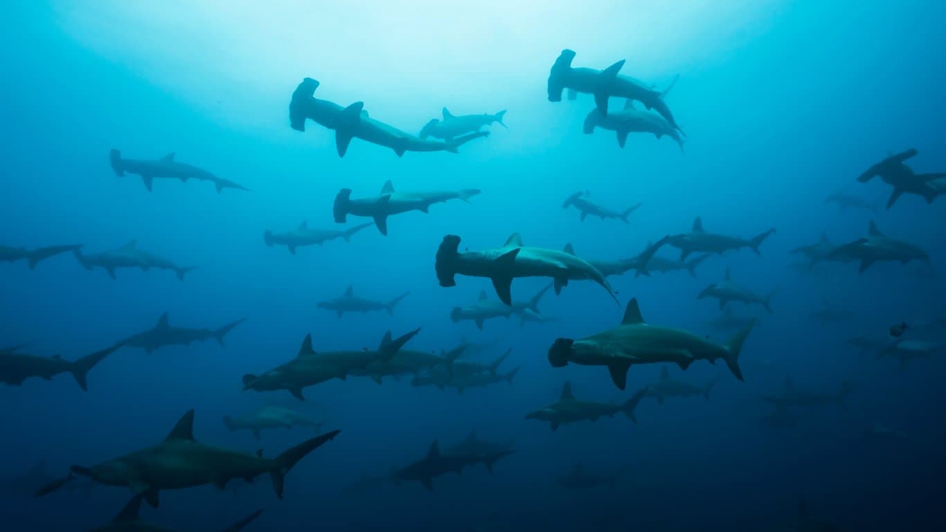 Scuba diving in Galapagos