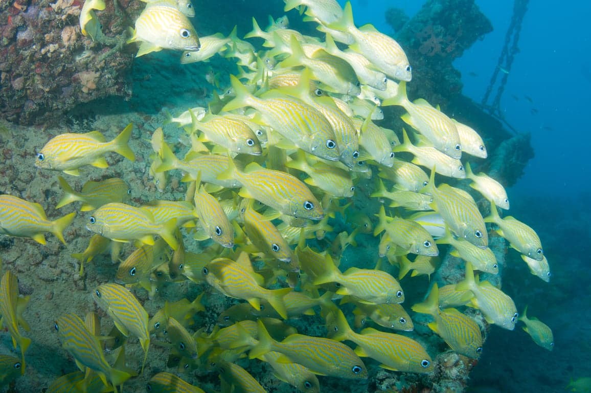 Scuba diving in Florida Keys