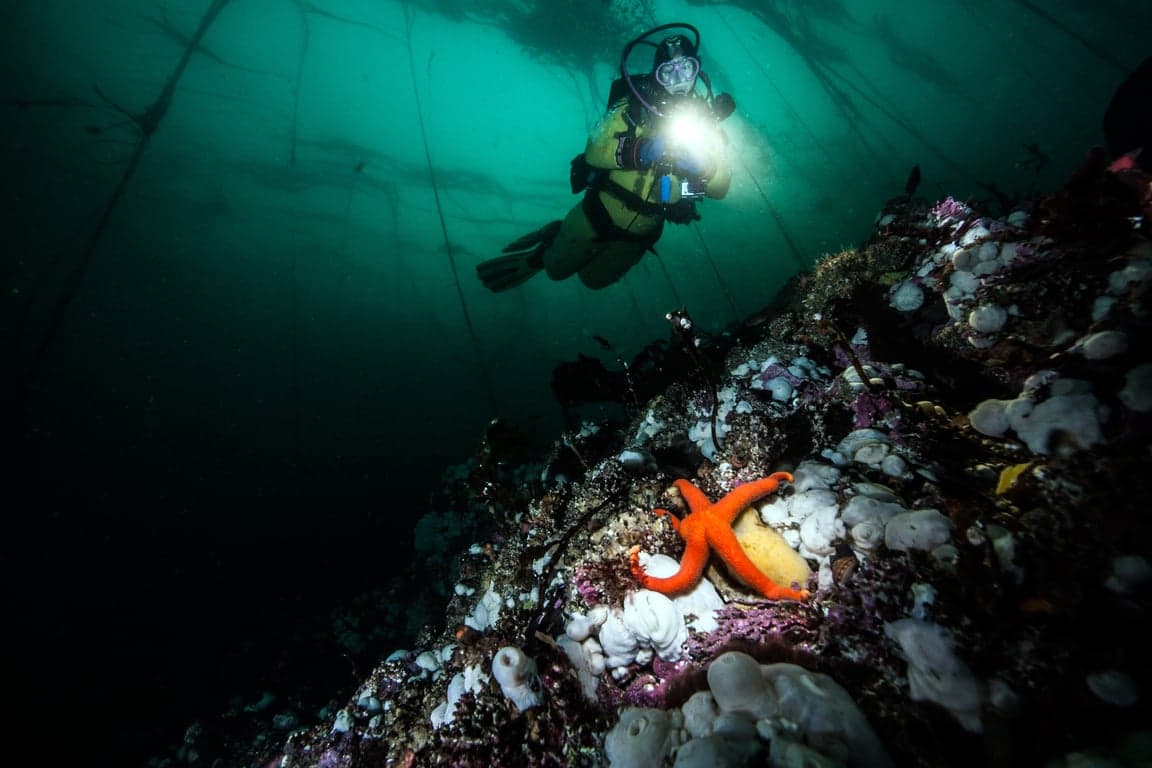 Where to dive in British Columbia