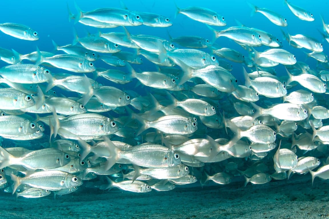 Scuba diving in Canary Islands