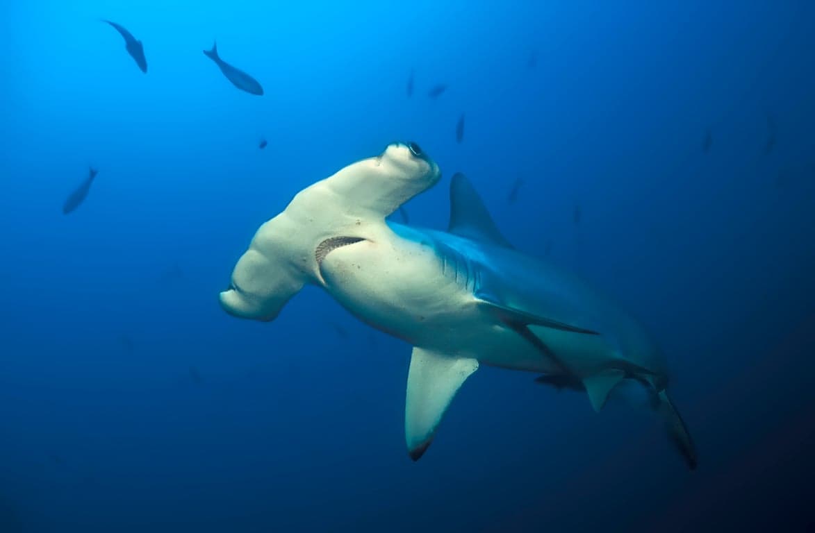 Cocos Island