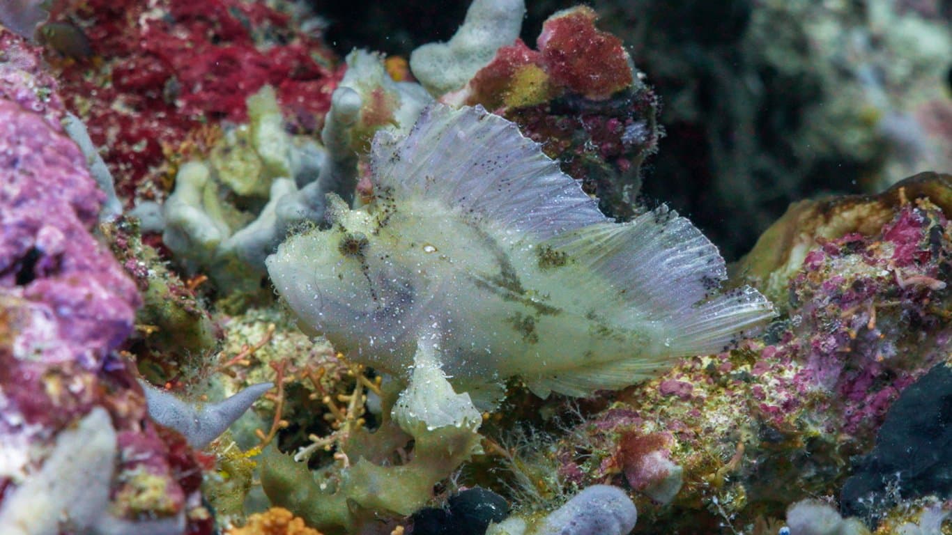 Bunaken