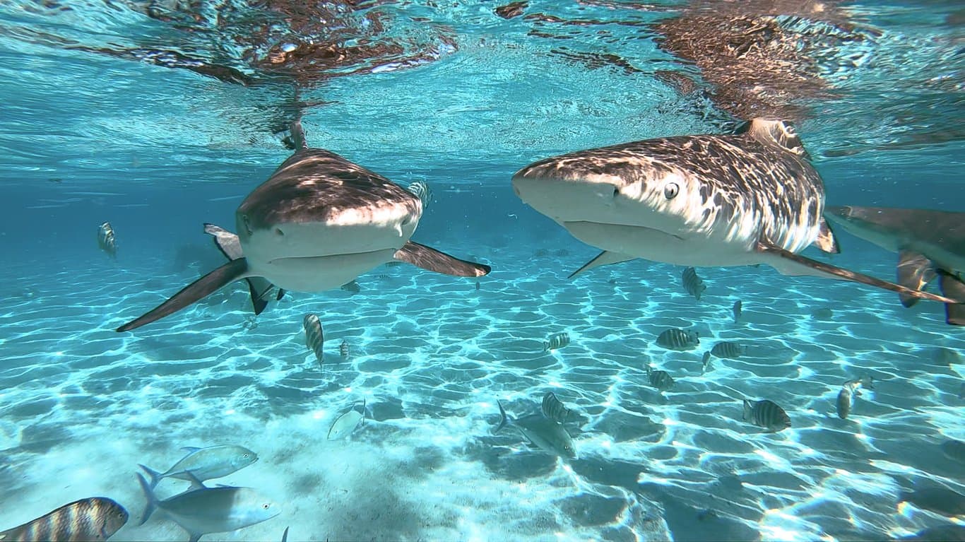Scuba diving in Bora Bora