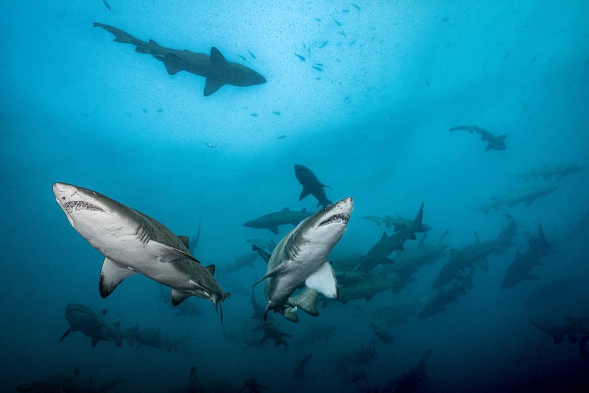Aliwal Shoal