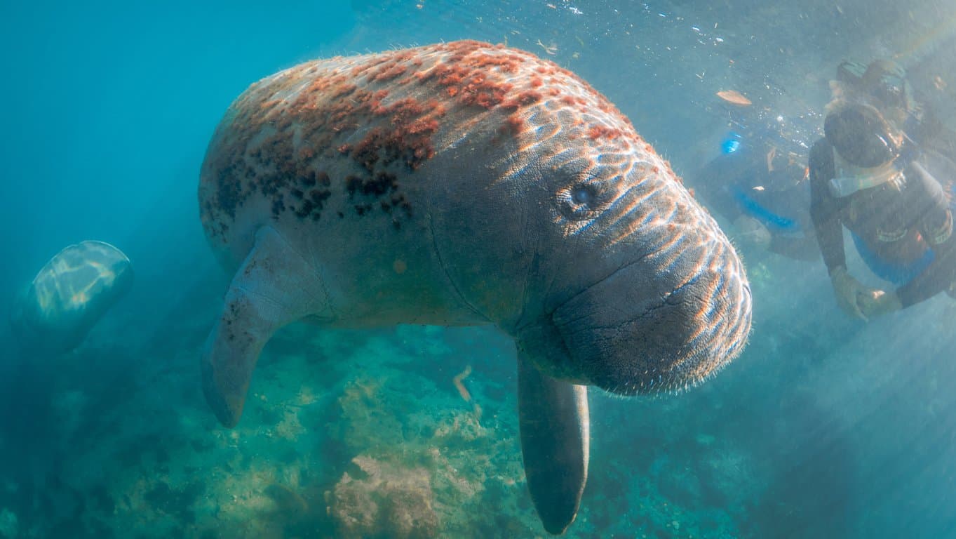 Scuba diving in Crystal River