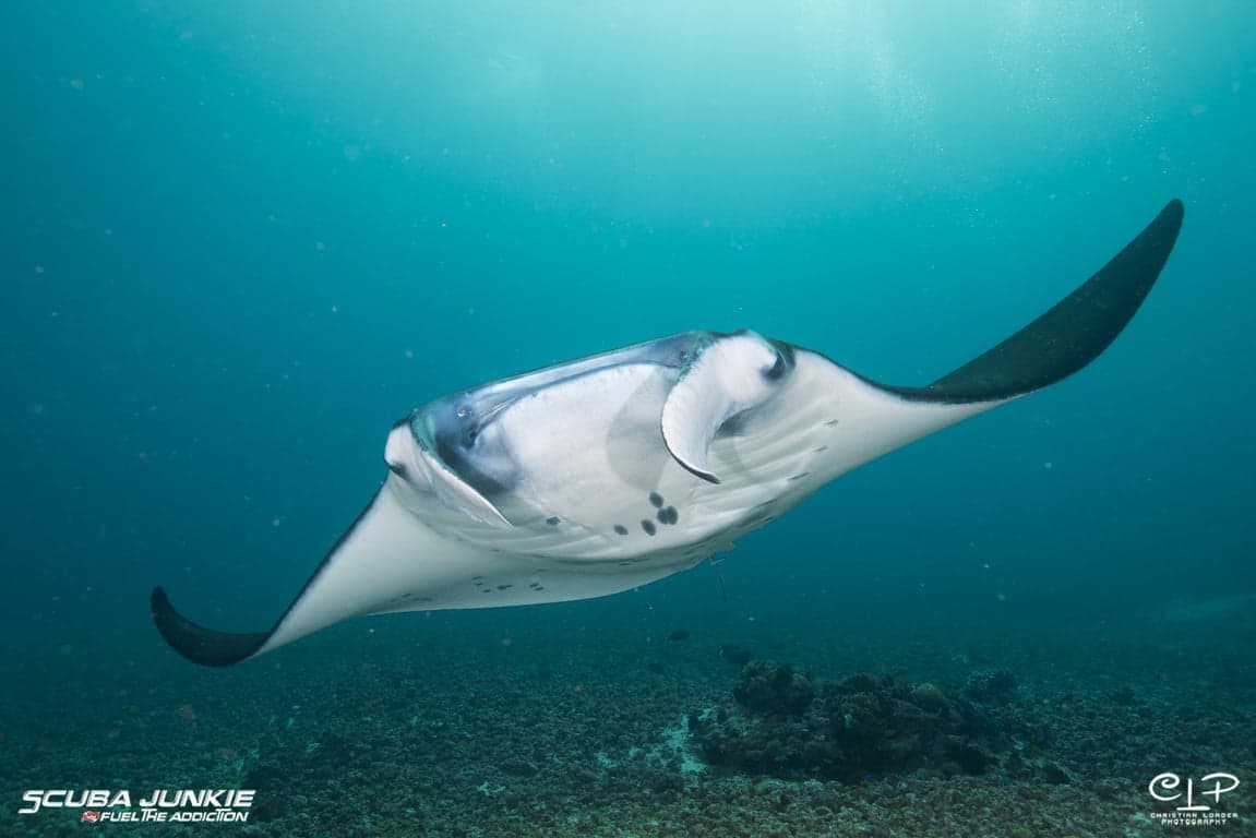 SJ-KOMODO-2019-067.jpg
