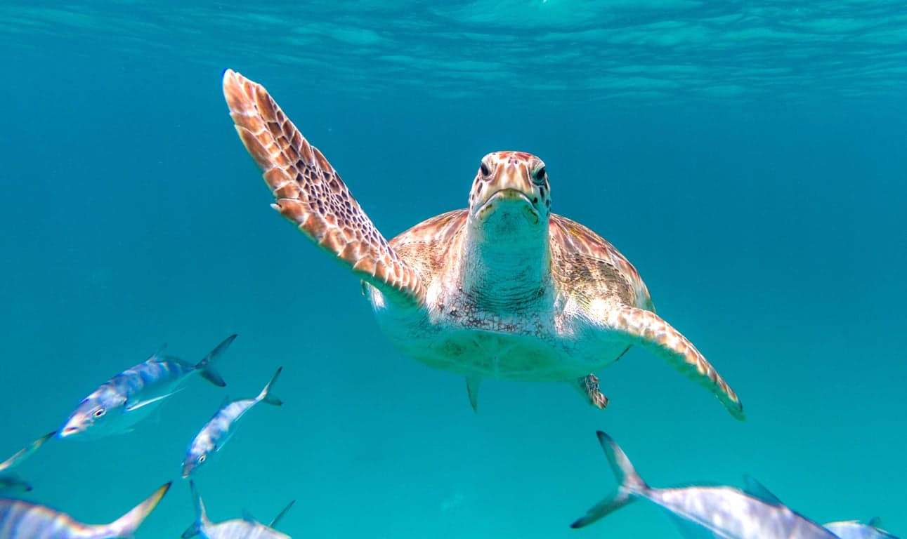 Scuba diving in Barbados