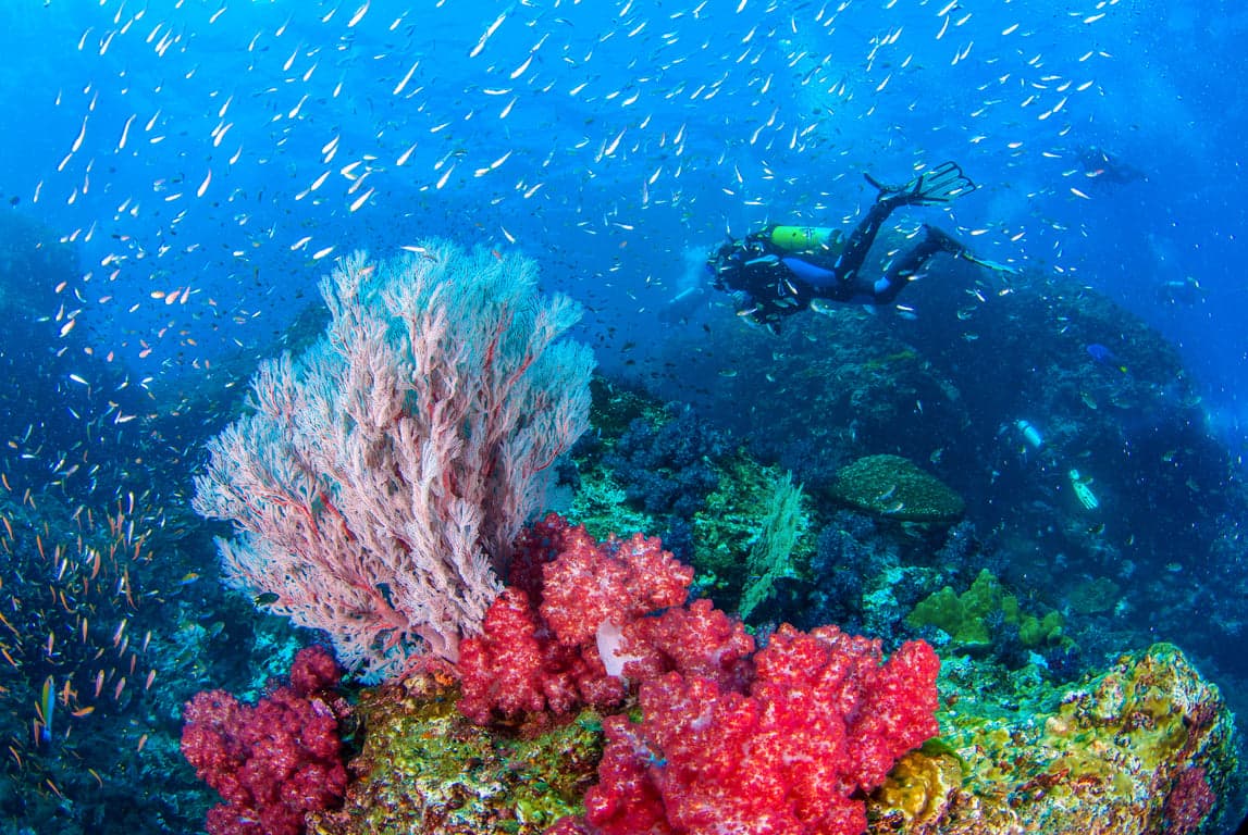 Top dive sites in the Similan Islands