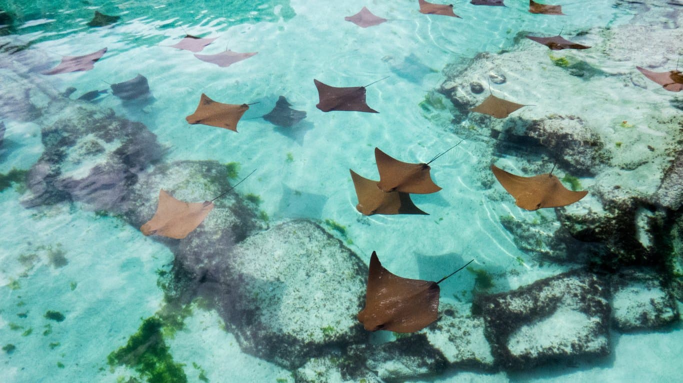 Bahamas