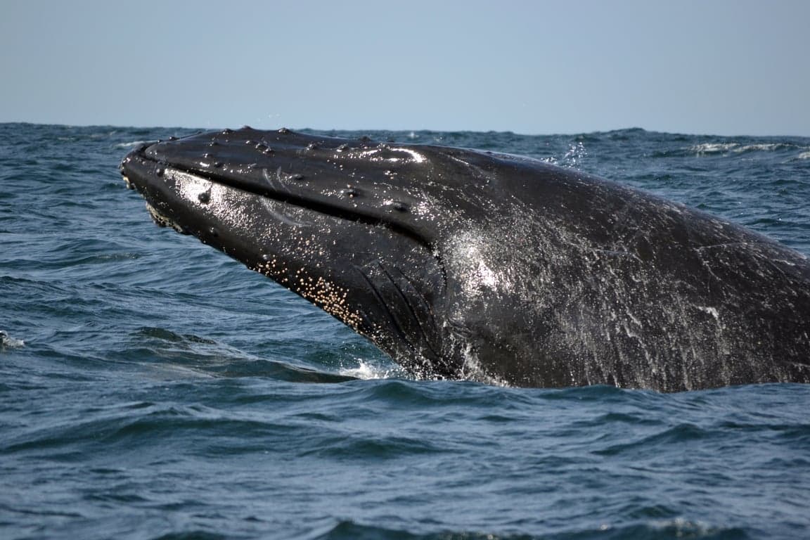 Algoa Bay