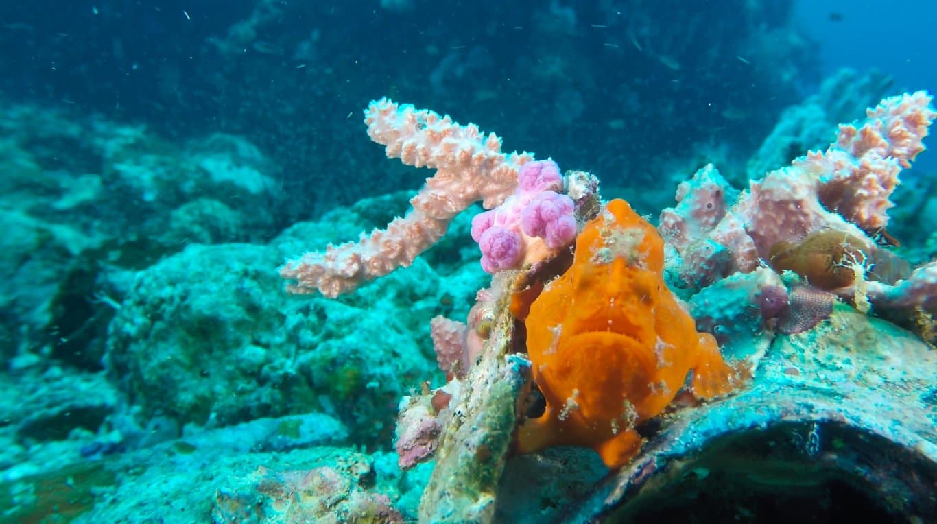 Malapascua