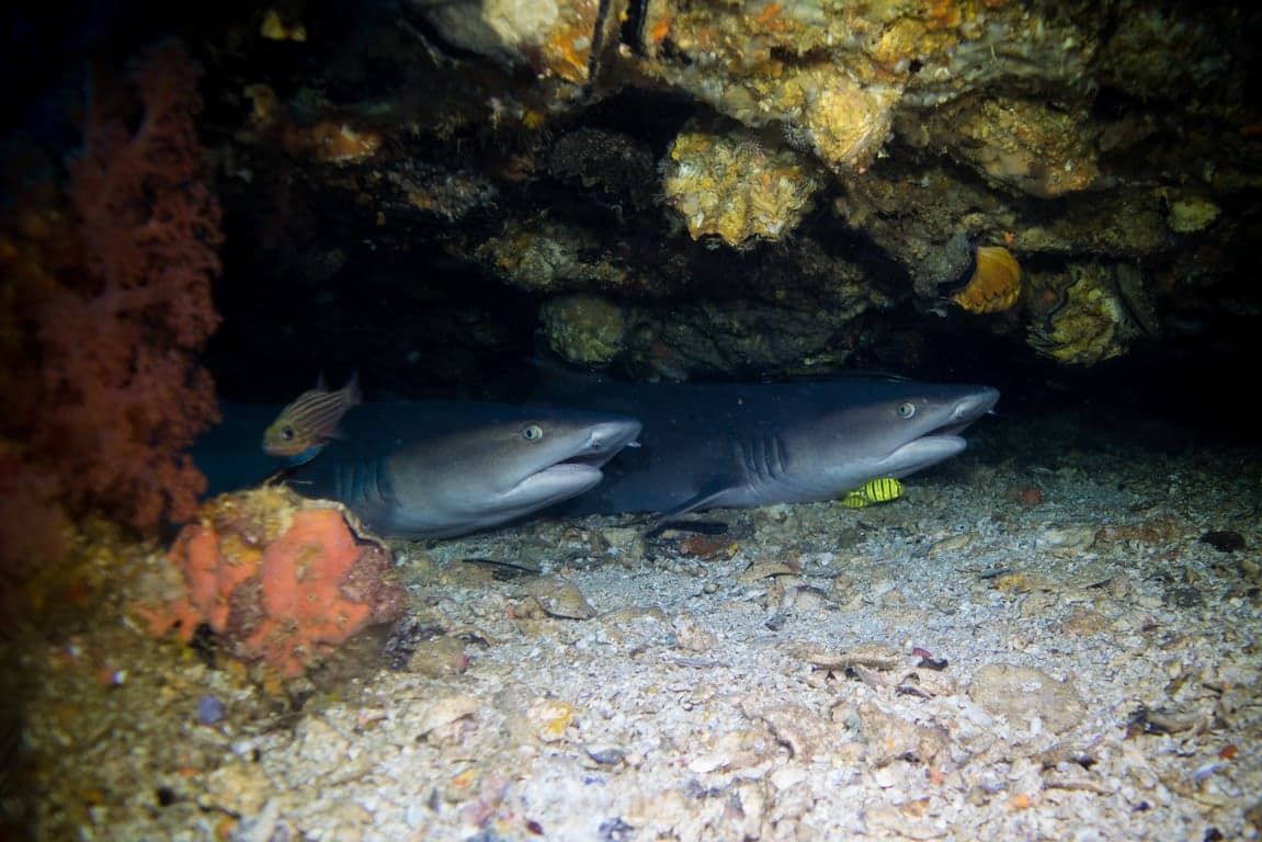 20171102_GATO_WHITETIP.jpg