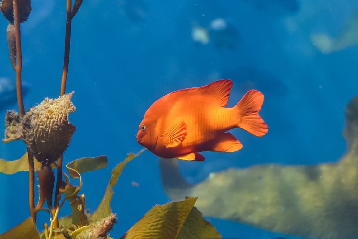 Scuba diving in Catalina Island