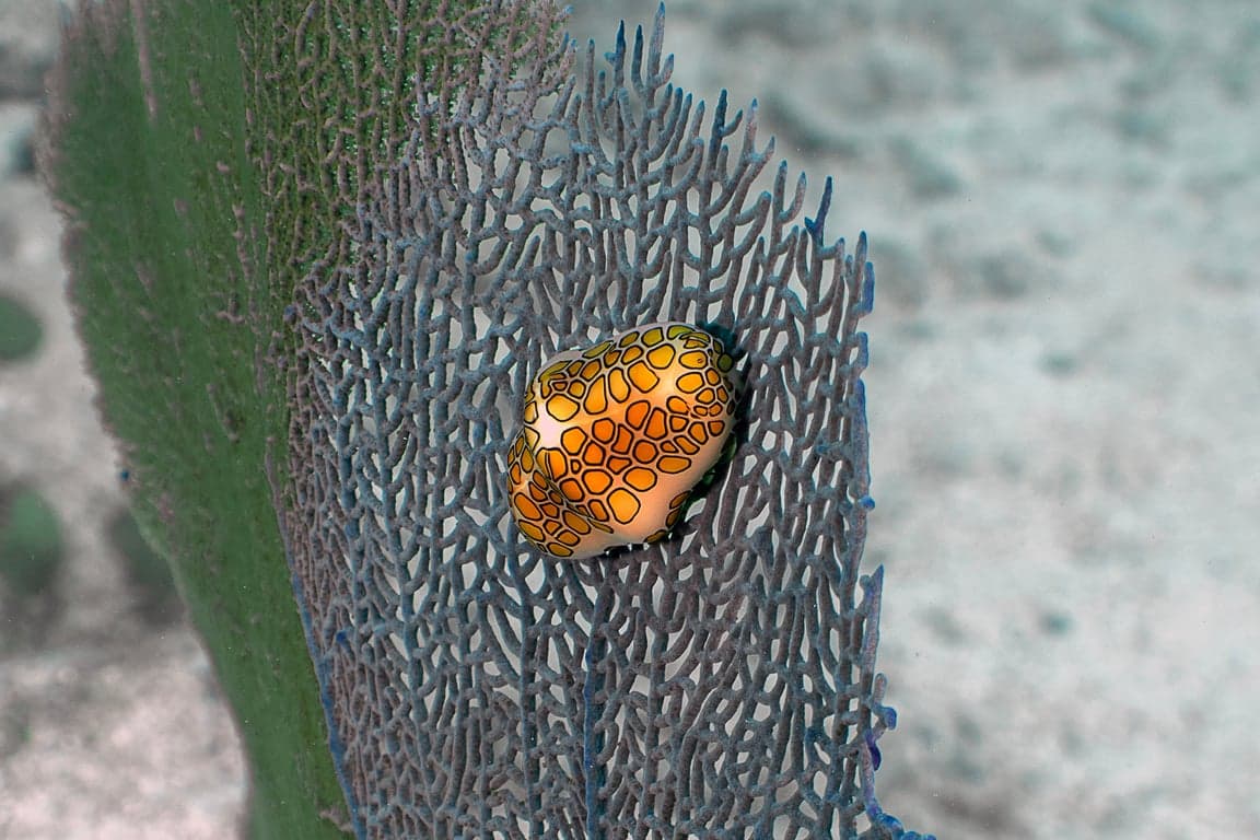 Islamorada