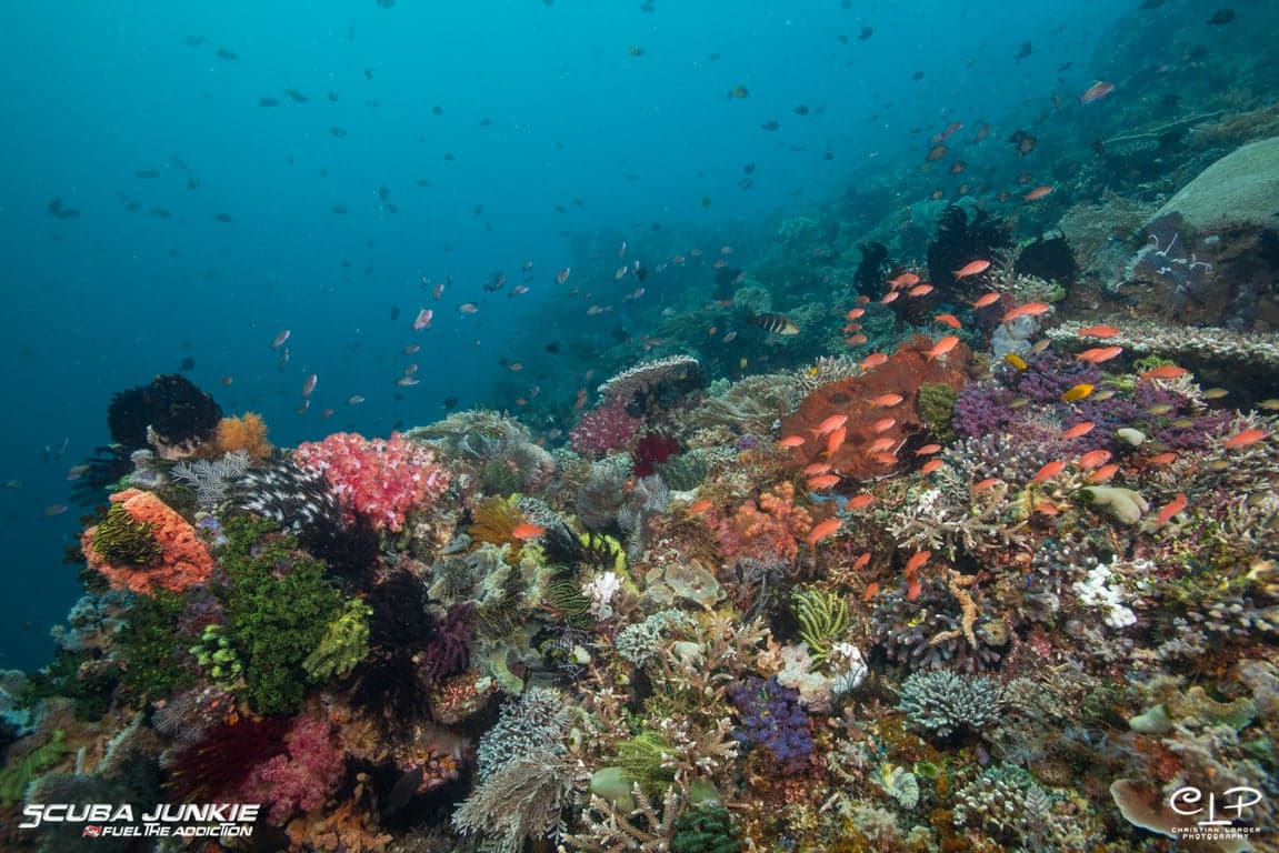 SJ-KOMODO-2019-002.jpg