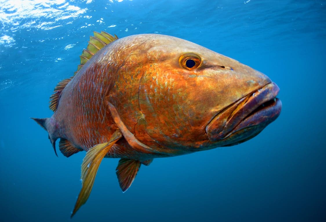 Scuba diving in Panama