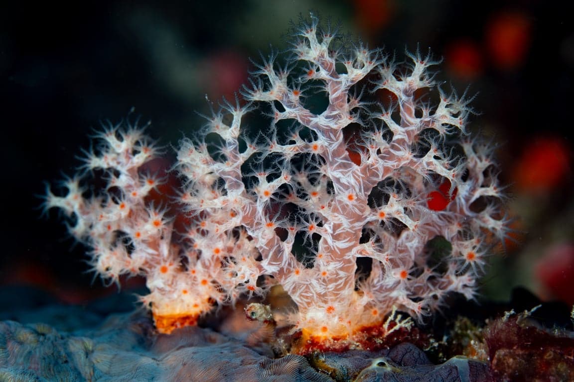 Scuba diving in Misool