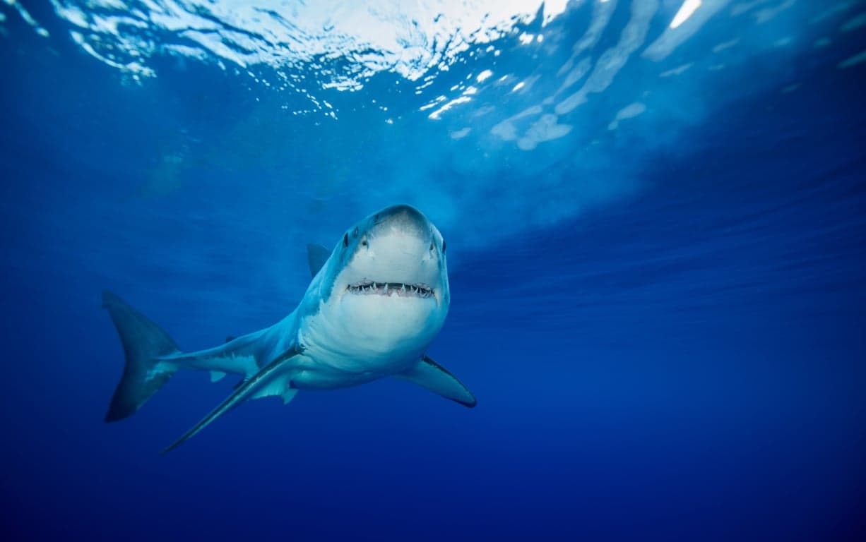 Guadalupe Island