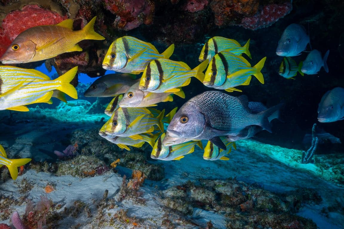 Cozumel