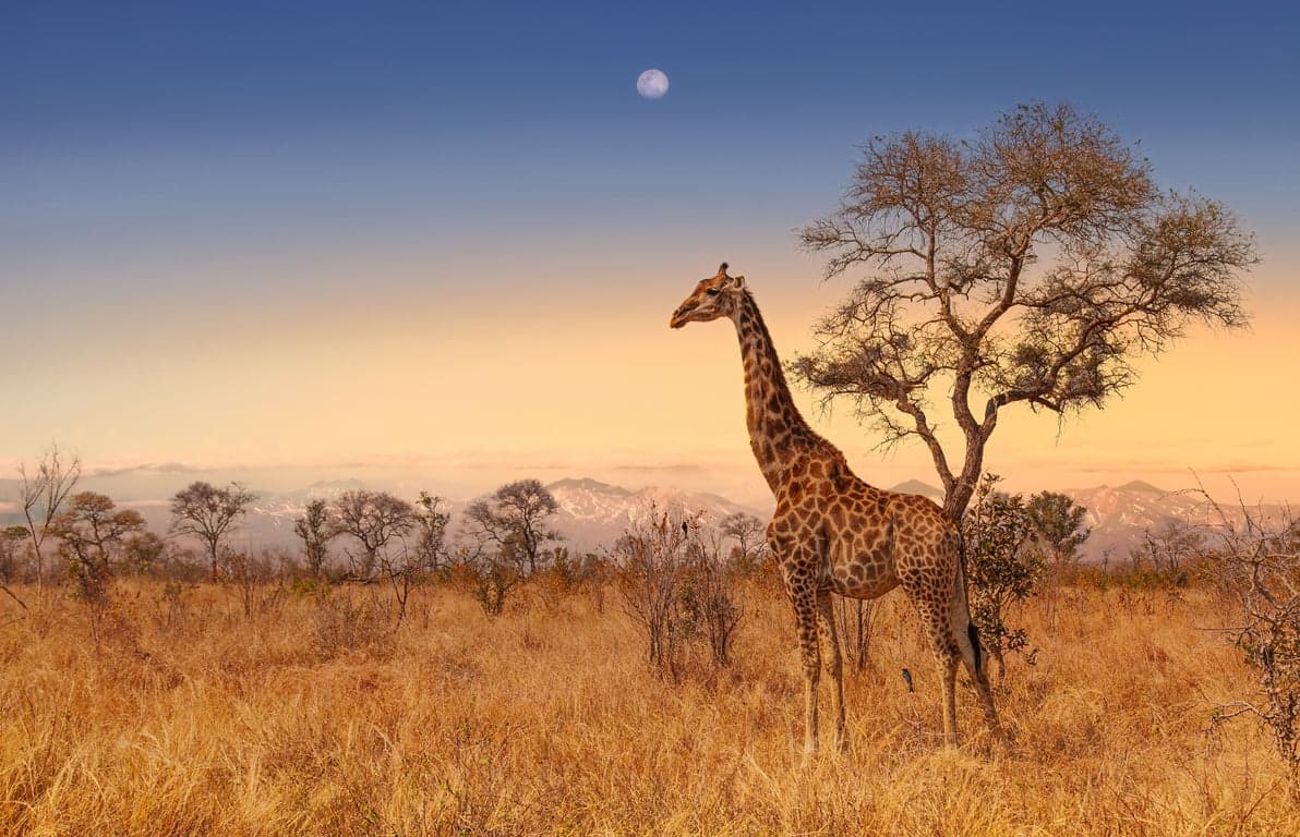 South Africa