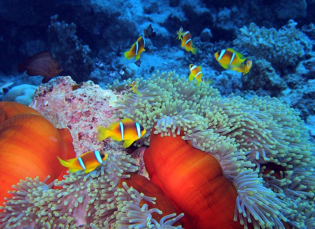 Fury Shoal