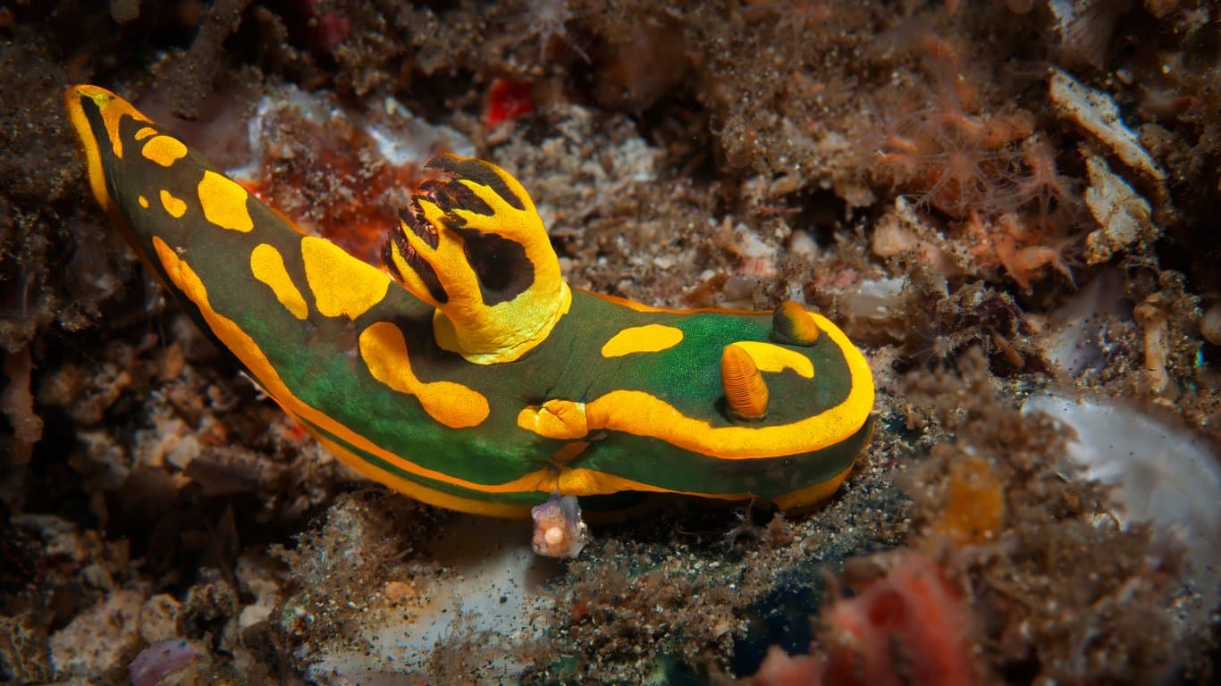 Scuba diving in Lembeh