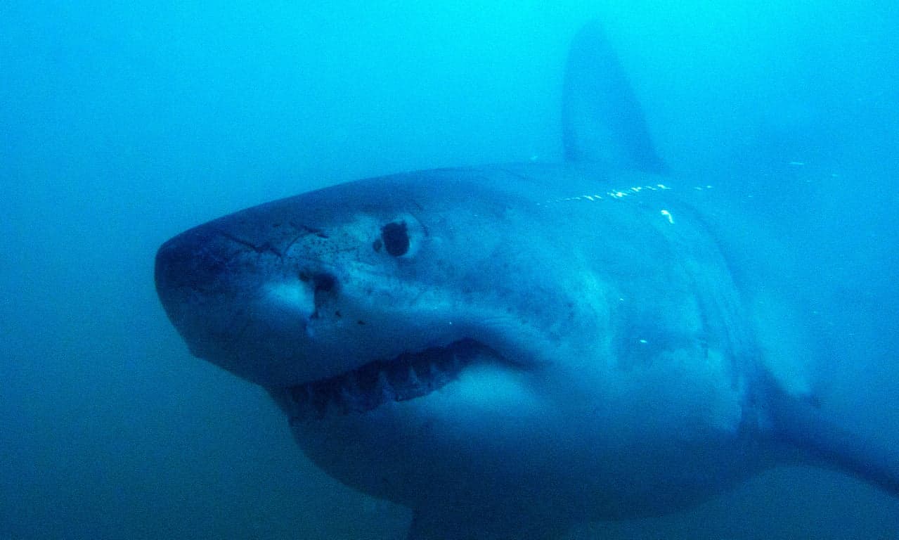 Gansbaai