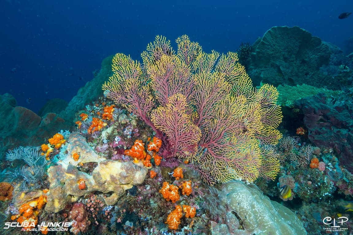 SJ-KOMODO-2019-183.jpg