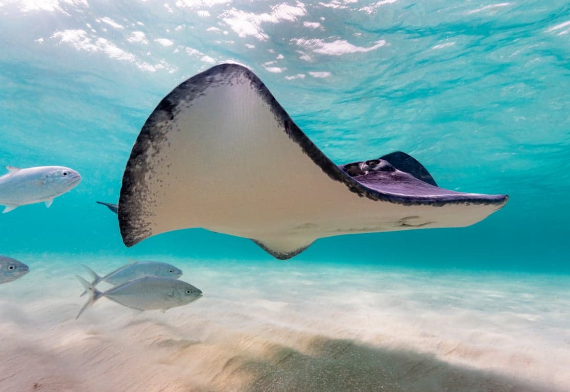 Scuba diving in Cayman Islands