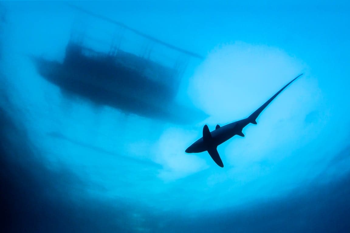 Thresher under boat.jpg