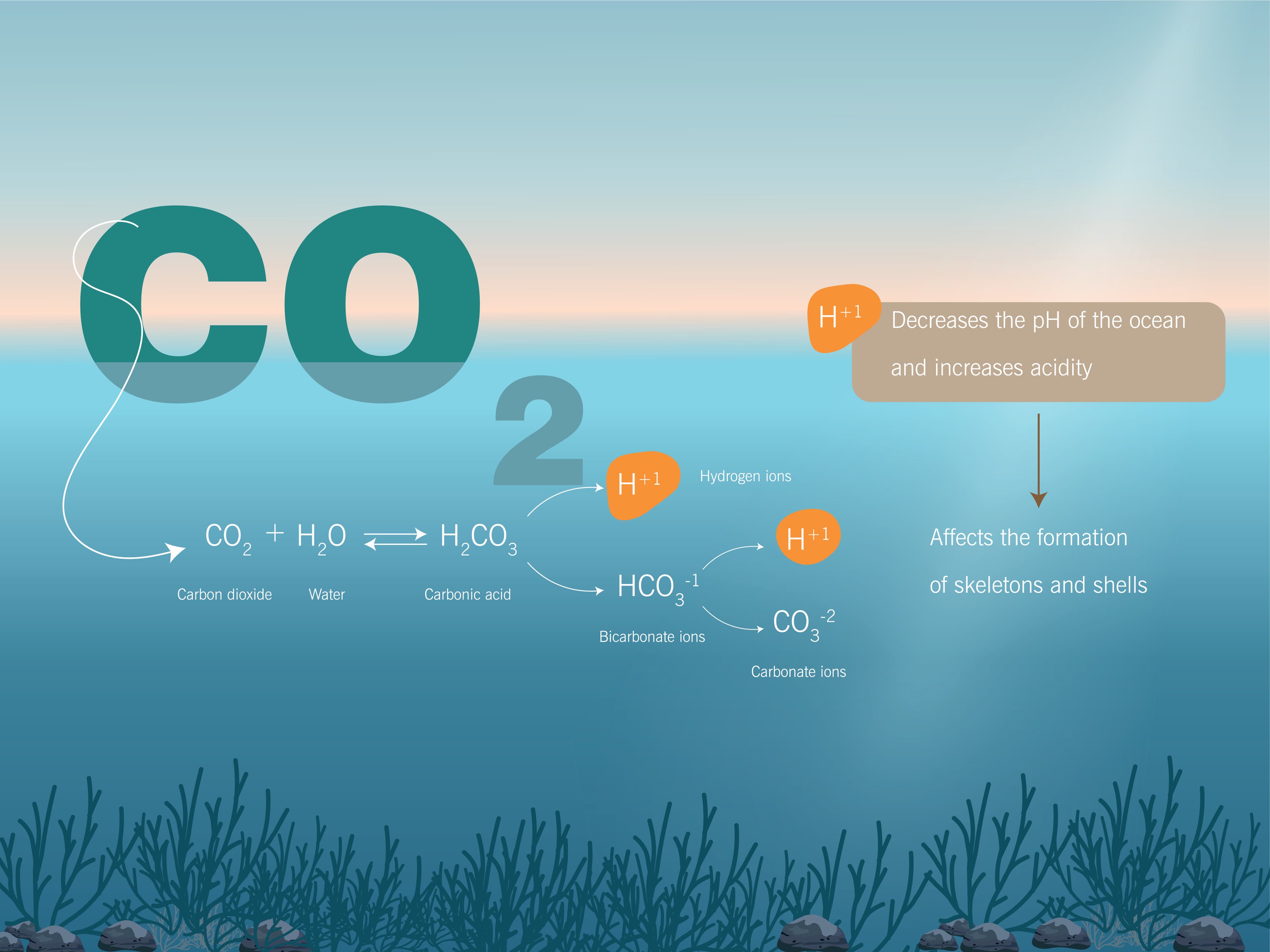 Ocean acidification chemical process showing CO2 forming carbonic acid