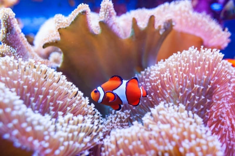 Clownfish