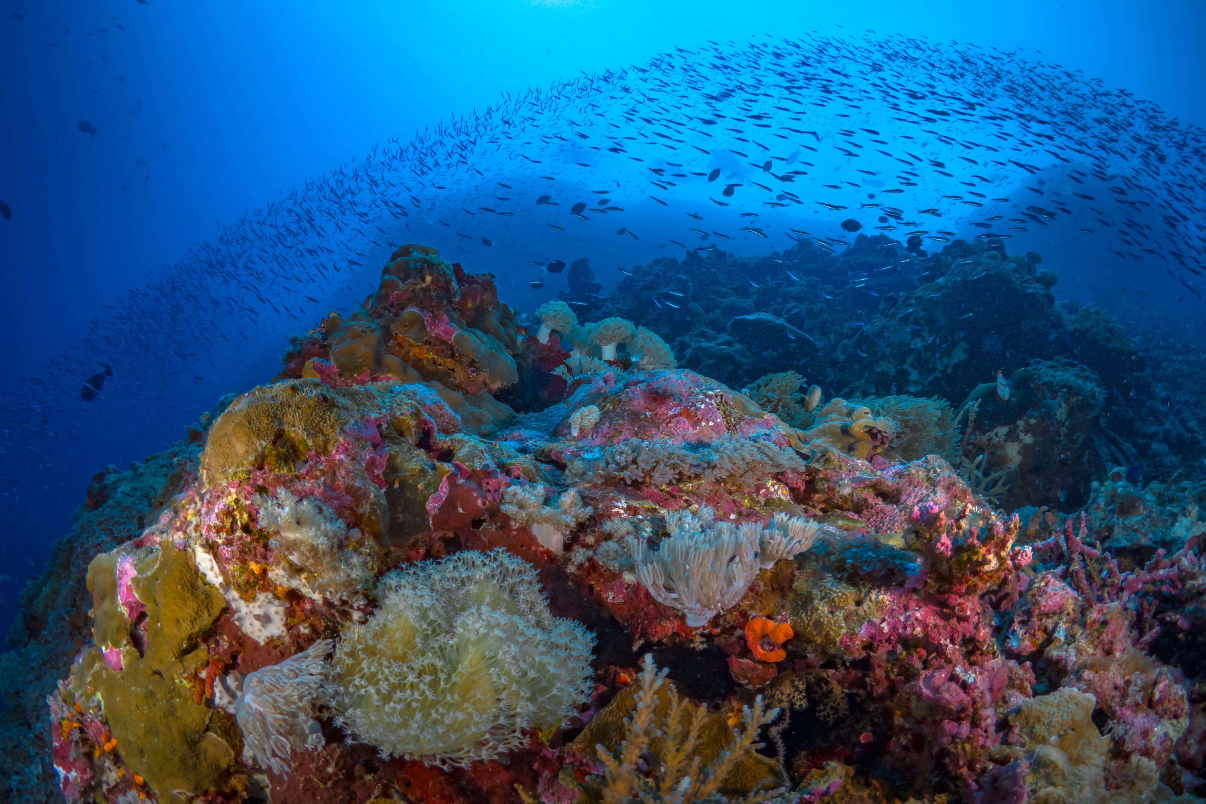 Vibrant coral reef with schooling fish