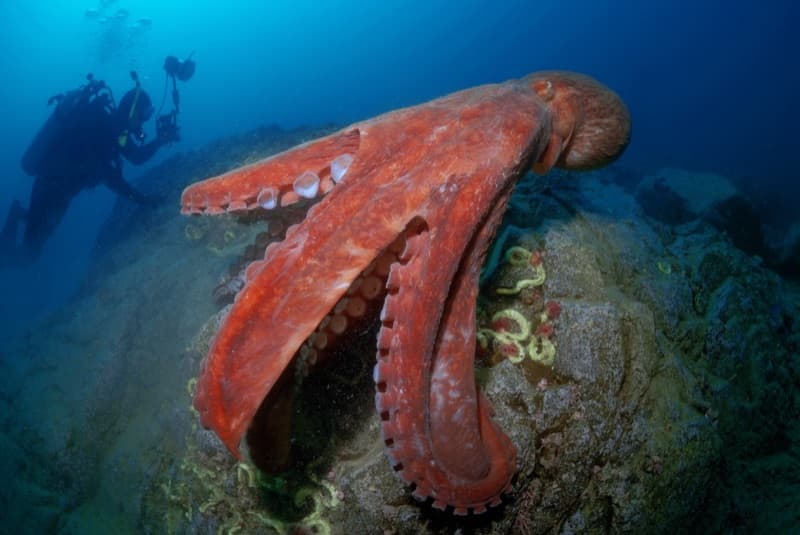 Giant Pacific Octopus