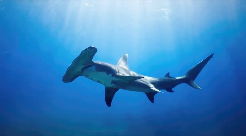 Hammerhead