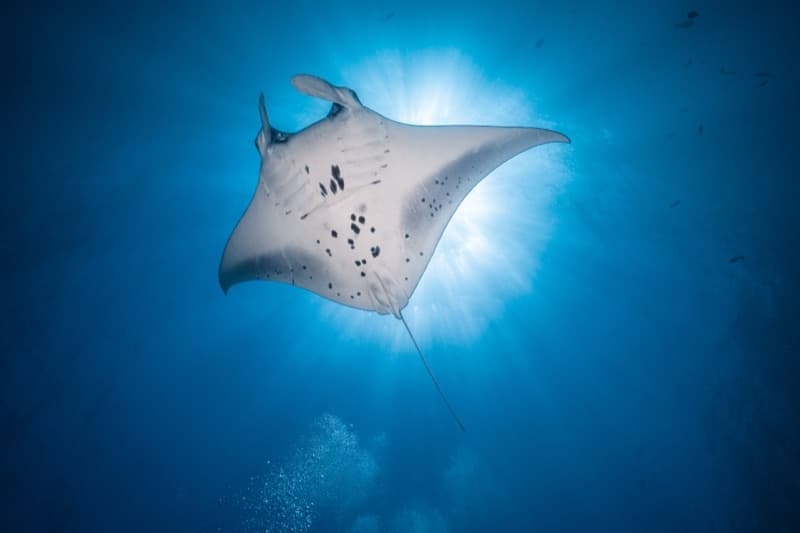 Manta Ray