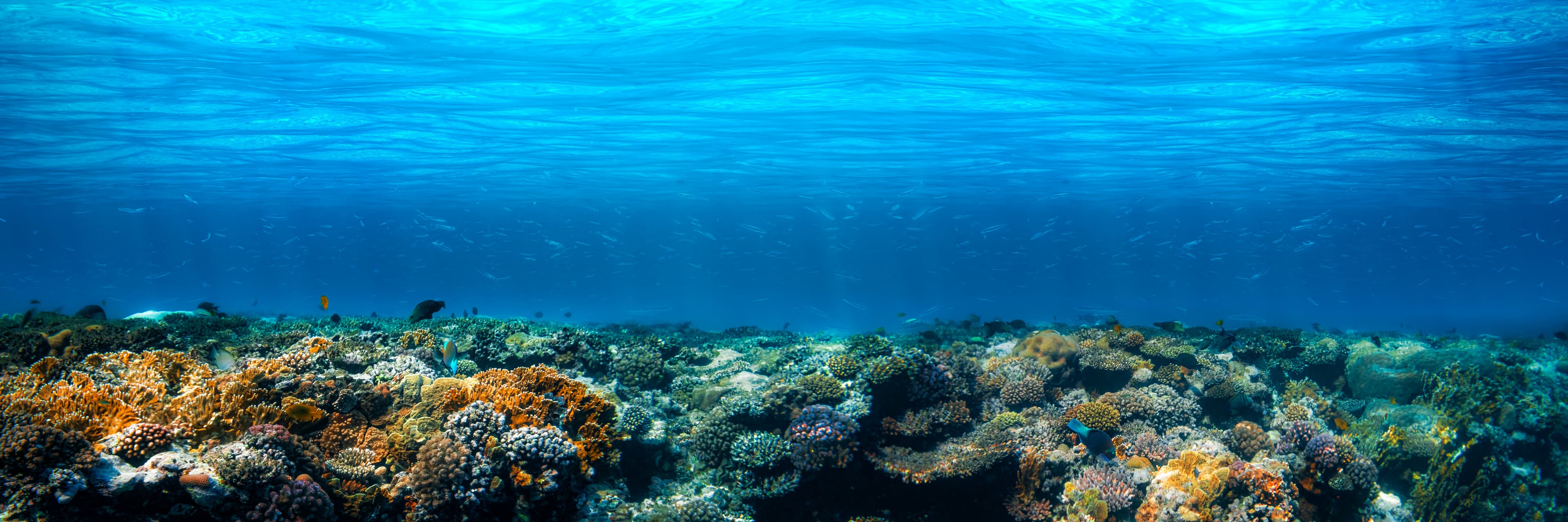 Healthy coral reef ecosystem